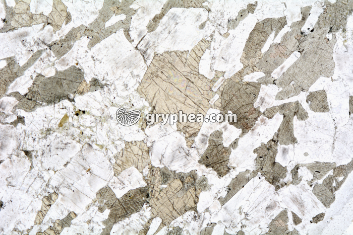 Gabbro LPNA x3,5 - gryphea.com